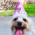 Geburtstagswünsche für Hunde